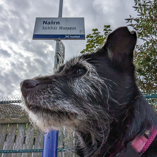 A small black terrier dog at Nairn Station.