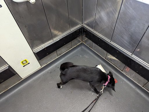 A small black terrier dog at Elgin Station.