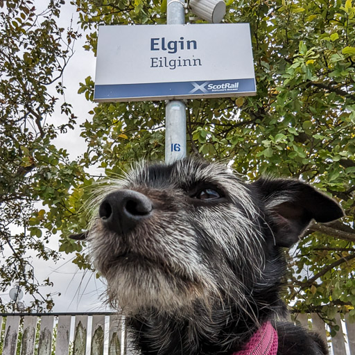 A small black terrier dog at Elgin Station.