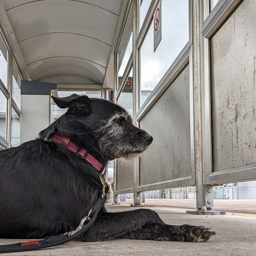 A small black terrier dog at Forres Station.