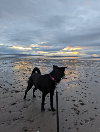 A small black terrier dog on a walk at Nairn.