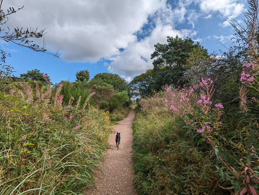 A small black terrier dog on a walk at Nairn.