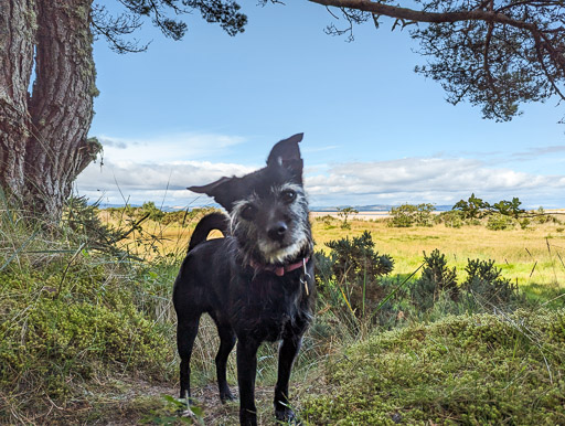 A small black terrier dog on a walk at Nairn.