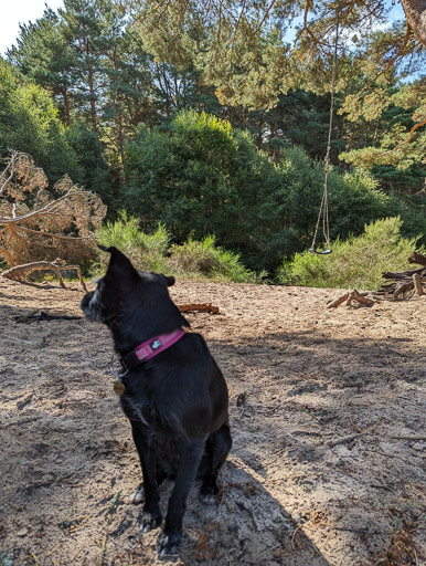 A small black terrier dog on a walk at Nairn.