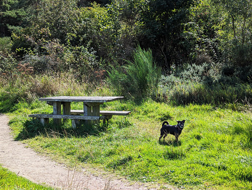 A small black terrier dog on a walk at Nairn.