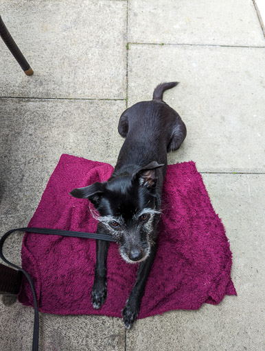 A small black terrier dog  at Nairn.