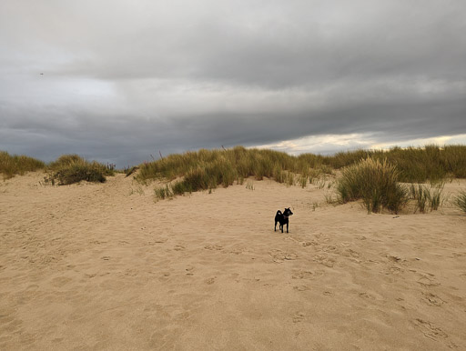 A small black terrier dog on a walk at Nairn.