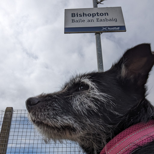 A small black terrier dog at Bishopton (Renfrewshire) Station.