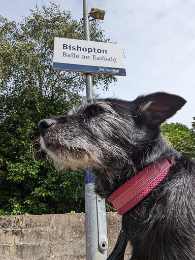 A small black terrier dog at Bishopton (Renfrewshire) Station.