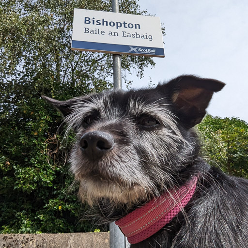 A small black terrier dog at Bishopton (Renfrewshire) Station.