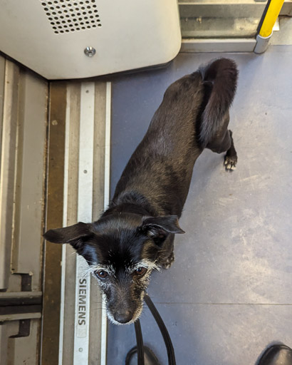 A small black terrier dog on a train between Bishopton (Renfrewshire) and Paisley St James.