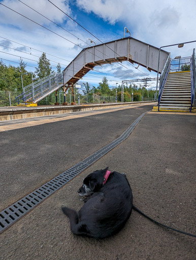 A small black terrier dog at Paisley St James Station.