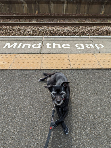 A small black terrier dog at Paisley St James Station.