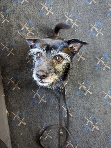 A small black terrier dog on a train between Summerston and Anniesland.