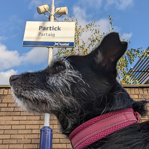 A small black terrier dog at Partick Station.