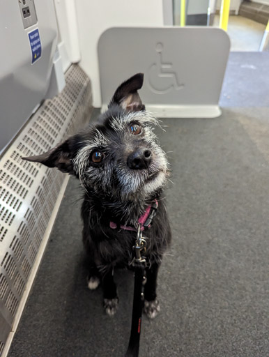 A small black terrier dog on a train between Glasgow Central and Carluke.