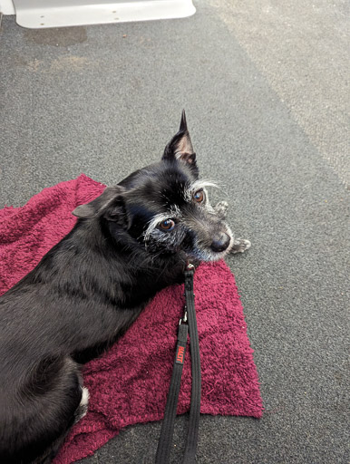 A small black terrier dog on a train between Glasgow Central and Carluke.
