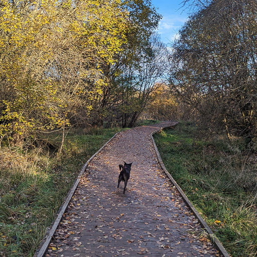 A small black terrier dog on a walk at Carluke.