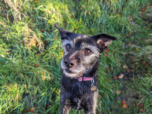 A small black terrier dog on a walk at Carluke.