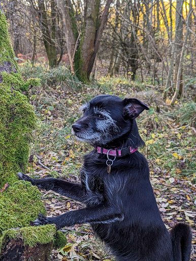 A small black terrier dog on a walk at Carluke.