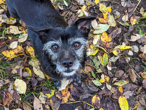 A small black terrier dog on a walk at Carluke.