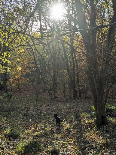 A small black terrier dog on a walk at Carluke.