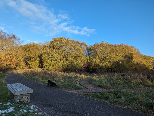 A small black terrier dog on a walk at Carluke.