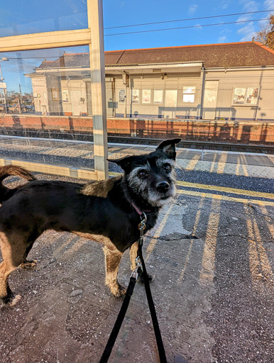 A small black terrier dog at Carluke Station.
