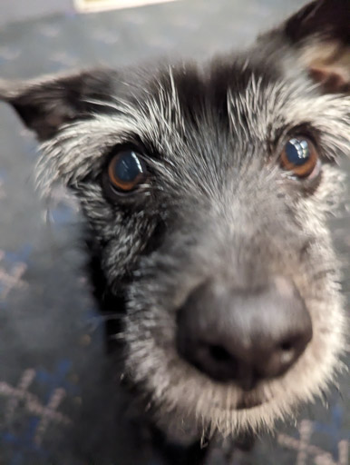 A small black terrier dog on a train between Glasgow Queen Street and Maryhill.