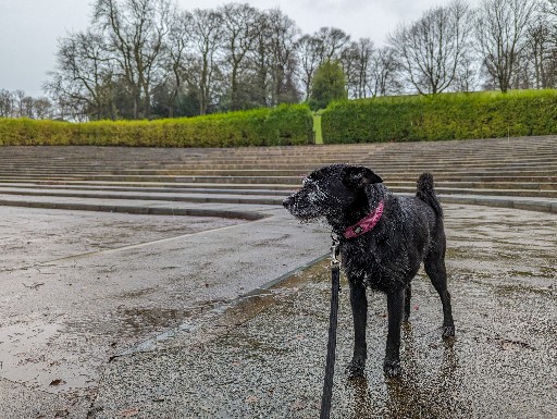 A small black terrier dog on a walk at Queens Park (Glasgow).