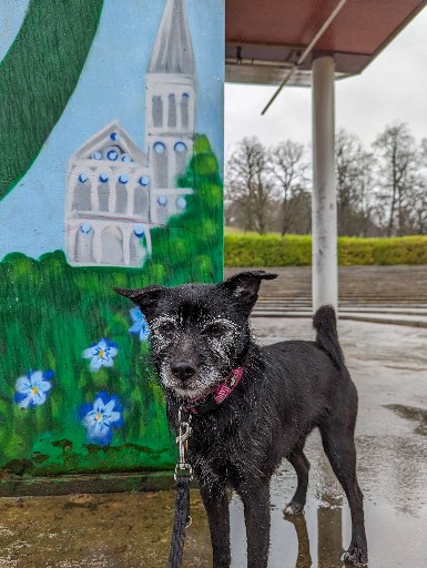 A small black terrier dog on a walk at Queens Park (Glasgow).