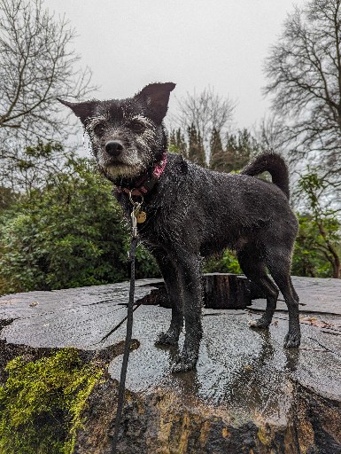 A small black terrier dog on a walk at Queens Park (Glasgow).