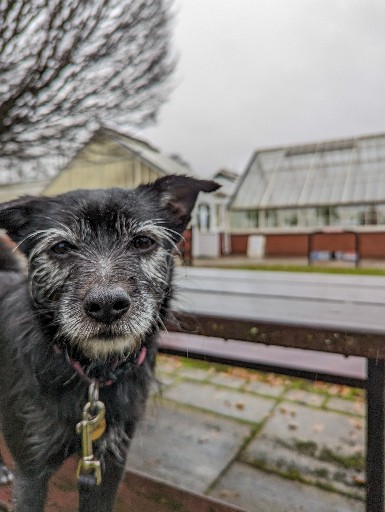 A small black terrier dog on a walk at Queens Park (Glasgow).