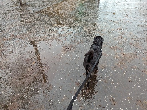 A small black terrier dog on a walk at Queens Park (Glasgow).