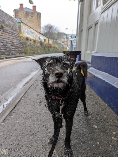 A small black terrier dog at Queens Park (Glasgow) Station.