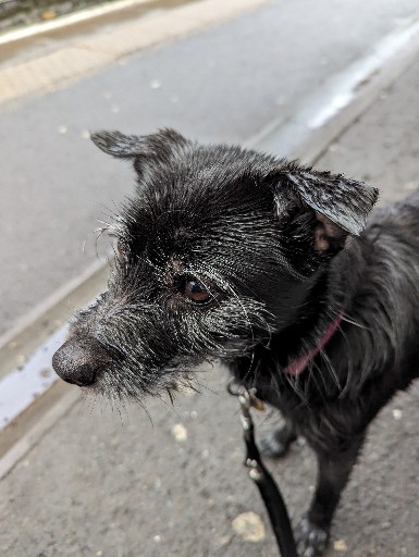 A small black terrier dog at Queens Park (Glasgow) Station.