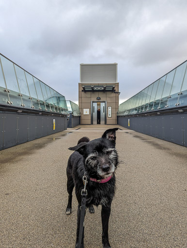 A small black terrier dog at East Linton Station.