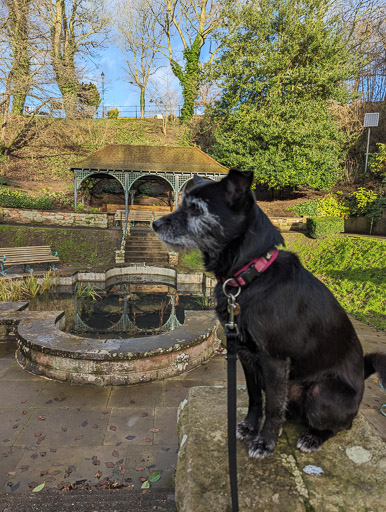 A small black terrier dog on a walk at Berwick-Upon-Tweed.