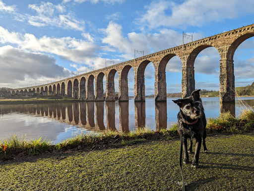 A small black terrier dog on a walk at Berwick-Upon-Tweed.