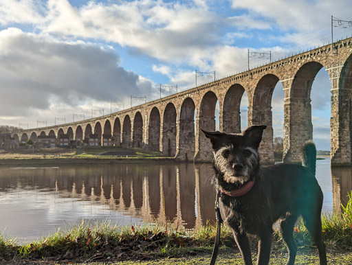 A small black terrier dog on a walk at Berwick-Upon-Tweed.