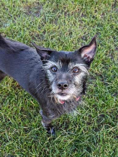 A small black terrier dog on a walk at Kirkhill.