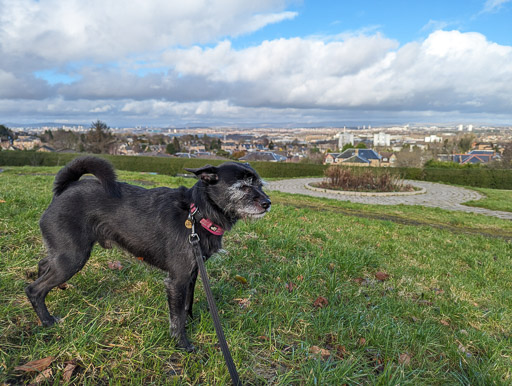 A small black terrier dog on a walk at Kirkhill.