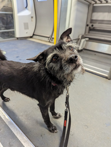 A small black terrier dog on a train between Kirkhill and Burnside (South Lanarkshire).