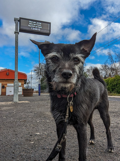 A small black terrier dog at Burnside (South Lanarkshire) Station.