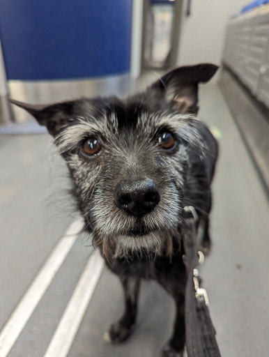 A small black terrier dog on a train between Burnside (South Lanarkshire) and Glasgow Central.