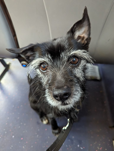 A small black terrier dog on a bus between Partick and Maryhill.