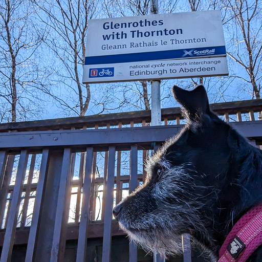 A small black terrier dog at Glenrothes with Thornton Station.