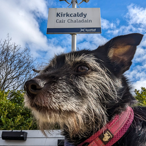 A small black terrier dog at Kirkcaldy Station.