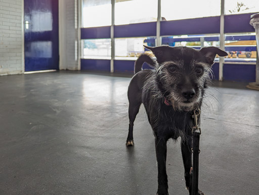 A small black terrier dog at Kirkcaldy Station.