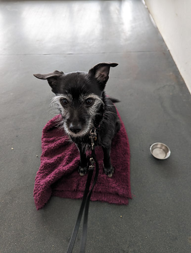 A small black terrier dog at Kirkcaldy Station.